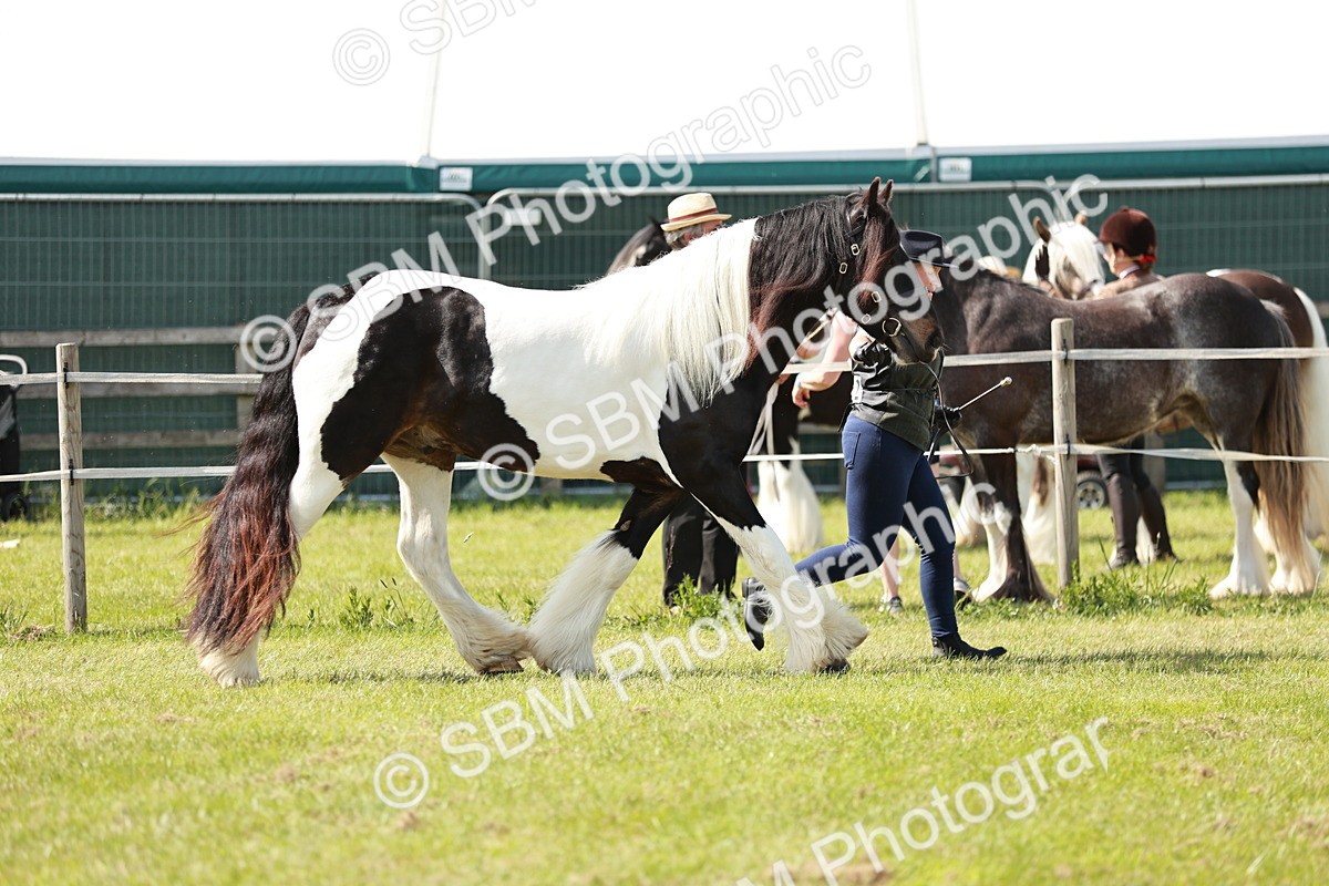 SBM_08757 - Class 63-65 - Traditional Gypsy Cobs In Hand & Ridden