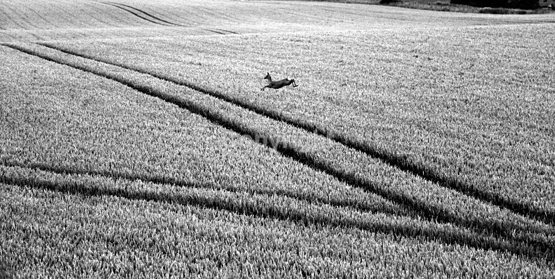 Young Deer - Landscapes