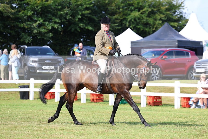 3E7A8427 - Class 2: Rising Star Large Hack/Riding Horse
