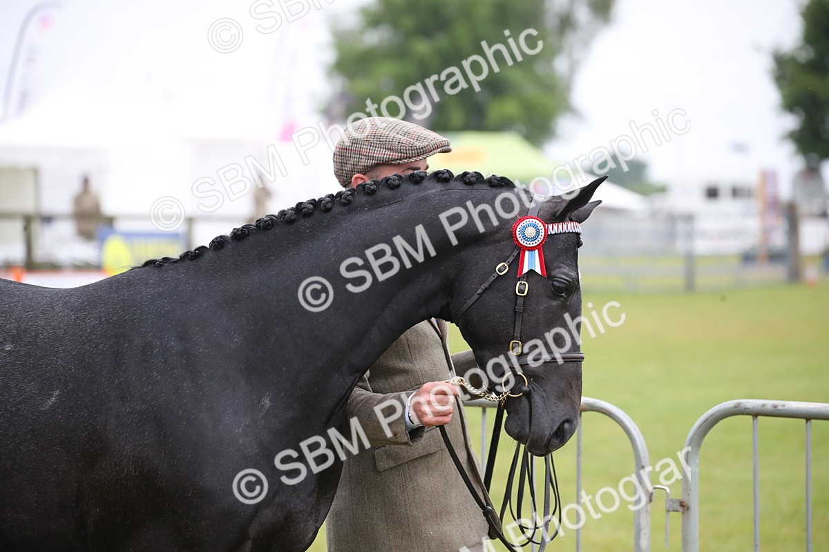 SBM_00033 - Class 17-20 - Arab & Part Bred - Anglo Arab In Hand