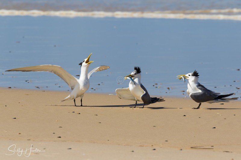 Crested Terns with Two Fish 1