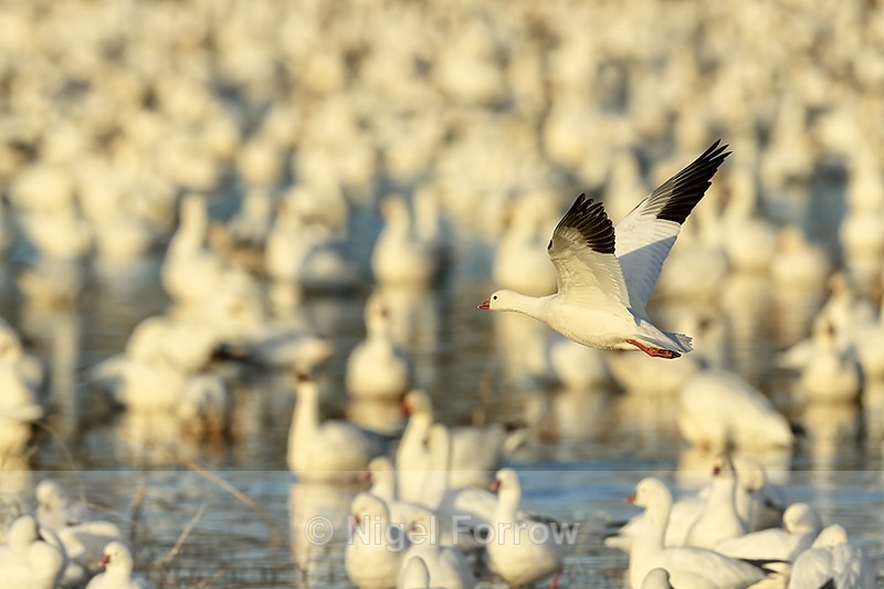 Ross's Goose flying, geese background, Bosque del Apache, New Mexico - Ross's Goose