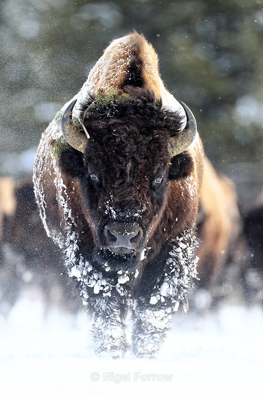 Bison with branch in horn, Yellowstone National Park, Wyoming - Bison
