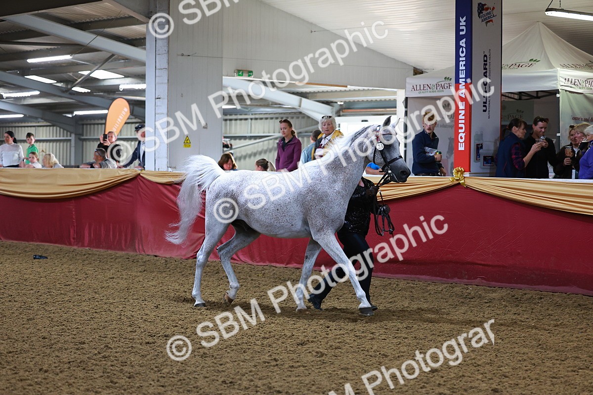 SBM_14712 - Class C - Novelty champ