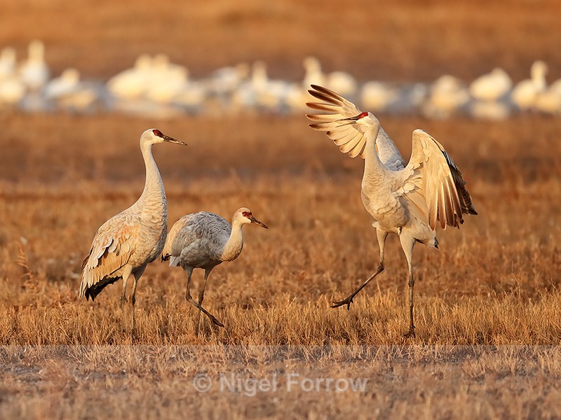 Sandhill Crane jumping at dawn, Bosque del Apache, New Mexico - Sandhill Crane