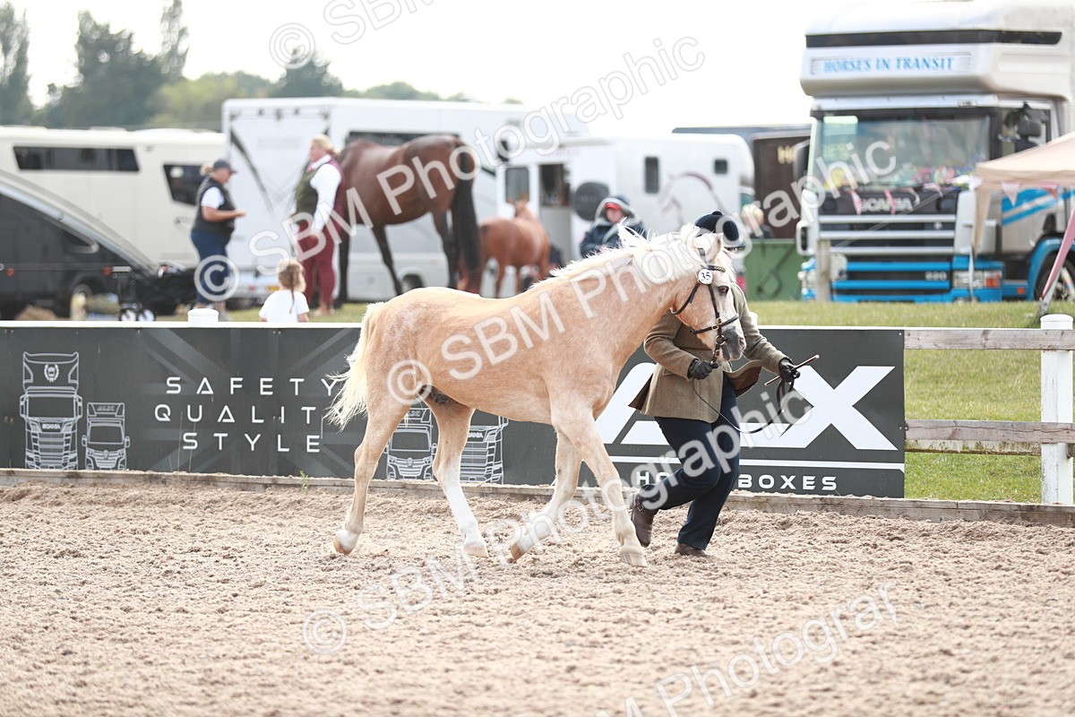 SBM_13846 - Class 209 IH Veteran Pony