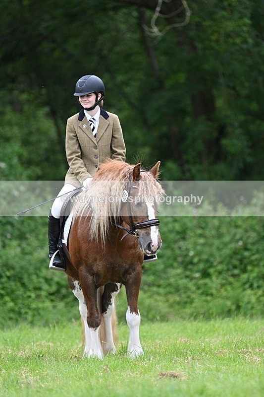 WJ7_4411 - Class 14B Prettiest Mare