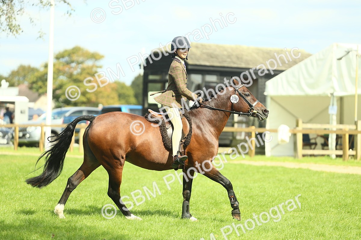 SBM_44580 - S31 - Working Hunter Pony