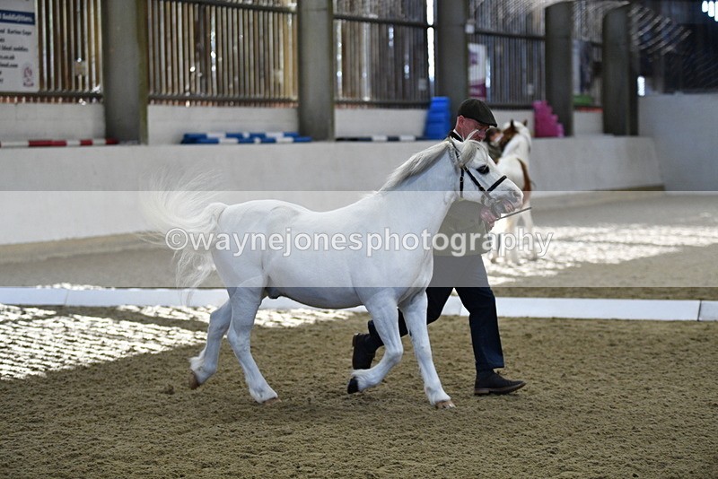 WJ5_3650 - Class 5 In Hand Veterans