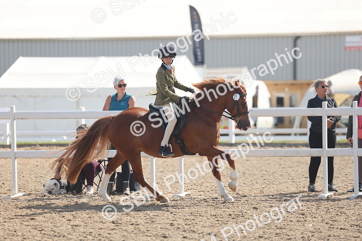 SBM_23080 - Class 806 - Young Rider 10ry and Under
