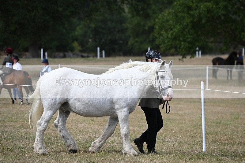 WJ6_6413 - Class 20 In-hand Cob