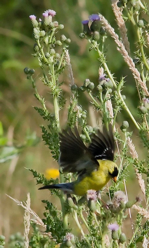 American Goldfinch male with thistle - Birds