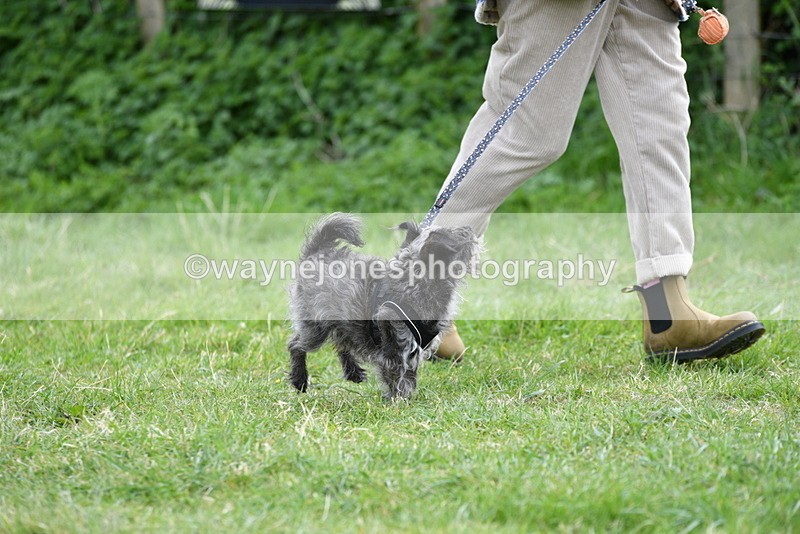 WJ5_9212 - Class 1 Best Cross Breed / Heniz 57