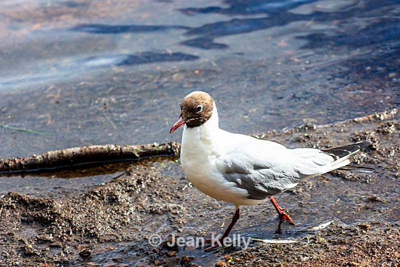 Black-headed Gull - DSC_6250 - Birds