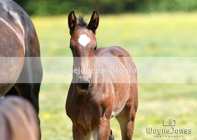 WJ5_4057 - Lyford Stud - Foals 01-06-25