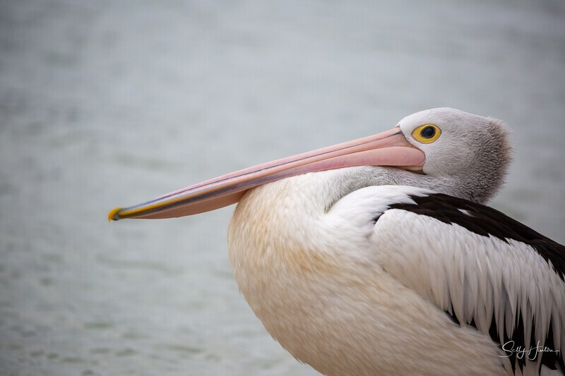 Pelican Resting