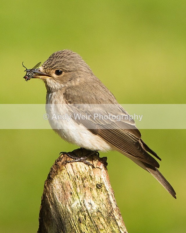 20110613-IMG_5690 - Flycatchers