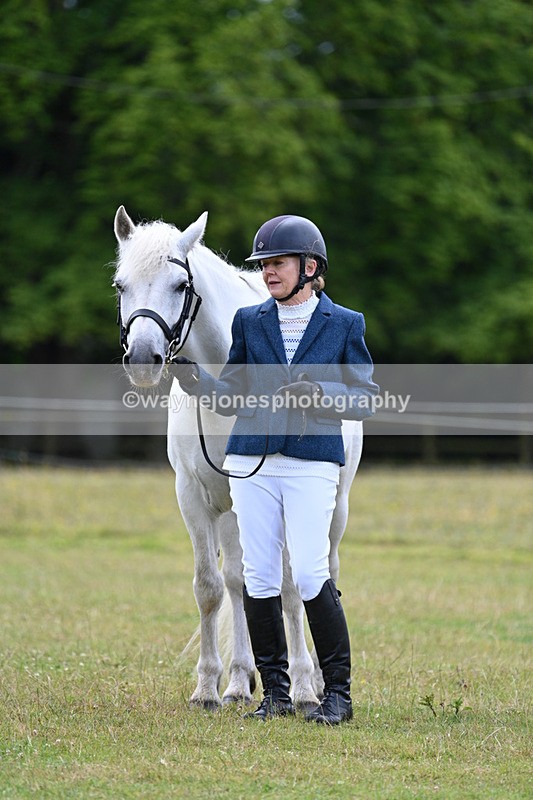 WJ7_7076 - Class 5a Most Handsome Gelding in Hand