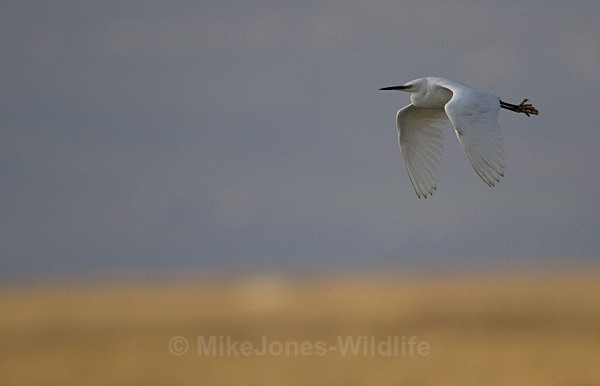 WHITE EGRET - FAVOURITES WILDLIFE GALLERY. Selected images from the wildlife collections.
