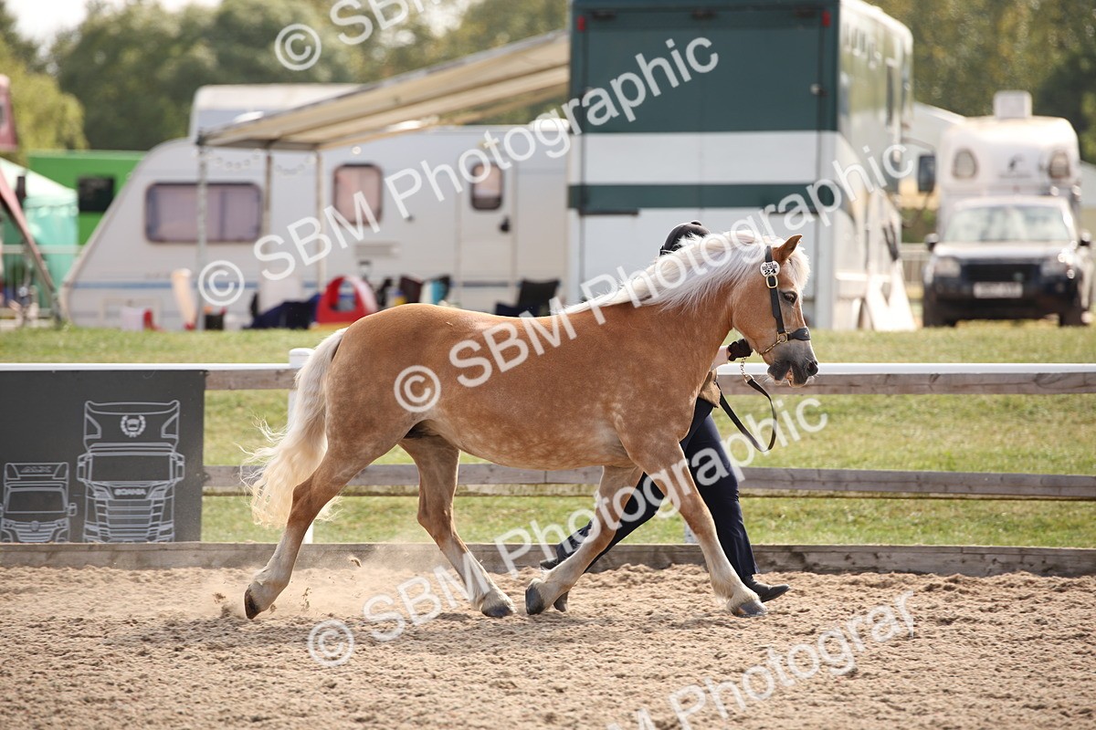 SBM_07059 - Class 25 IH Foreign Breeds- Pure bred