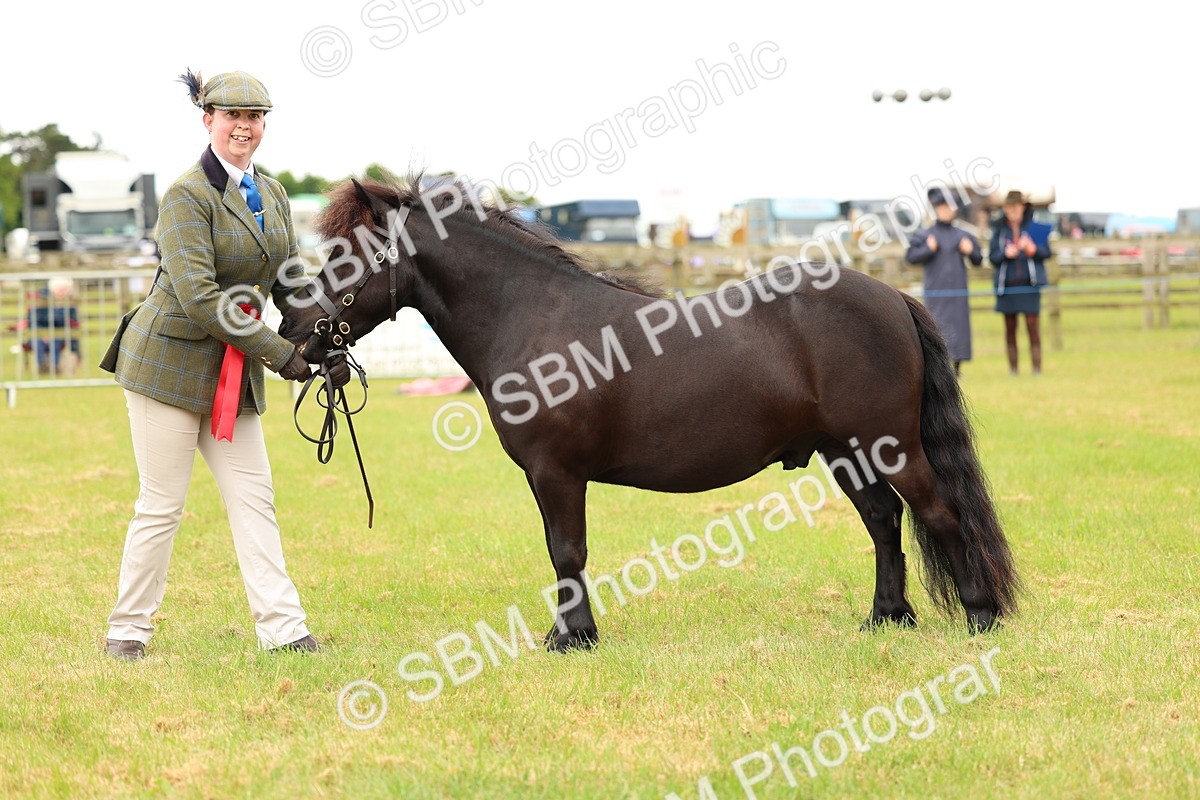 SBM_04341 - Class 64-67 - Shetland Pony In Hand