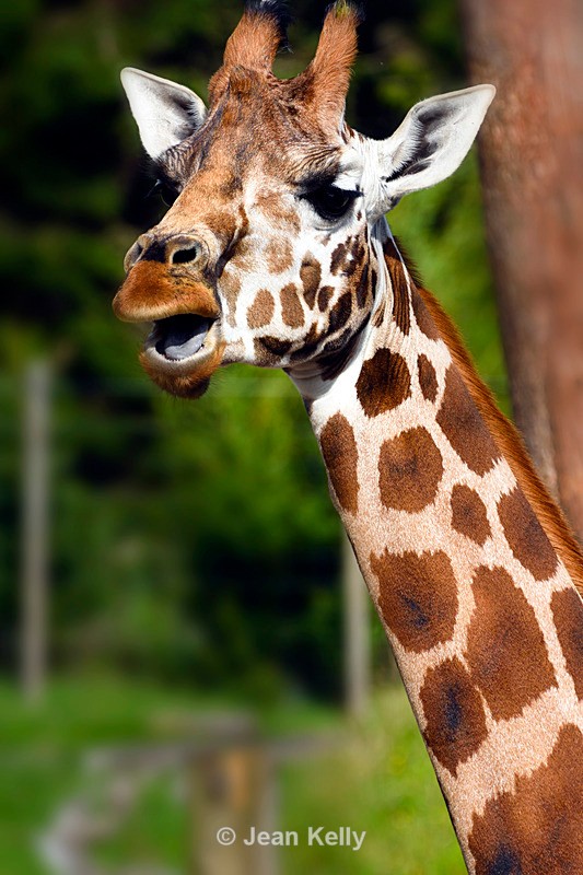 Giraffe - 2269_00007 - Giraffes