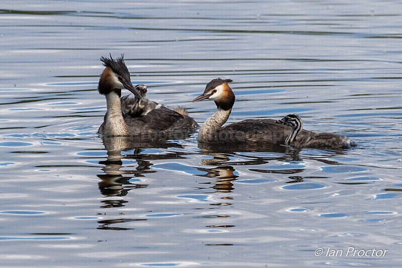 Great Crested Grebes and Chicks - Nature