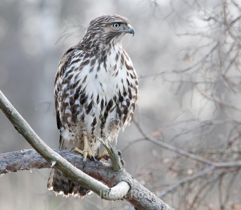  - Red-tailed Hawk