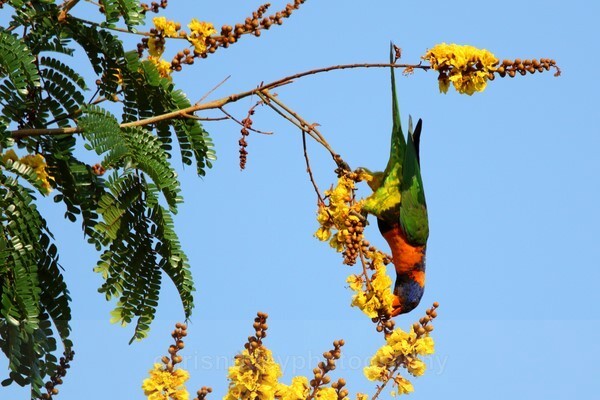  - Australian Birds