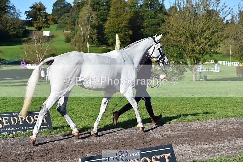231022-110918-23760 - 401-SASSY.BIRD-Jemima.Haslam-TrotUp+SJ