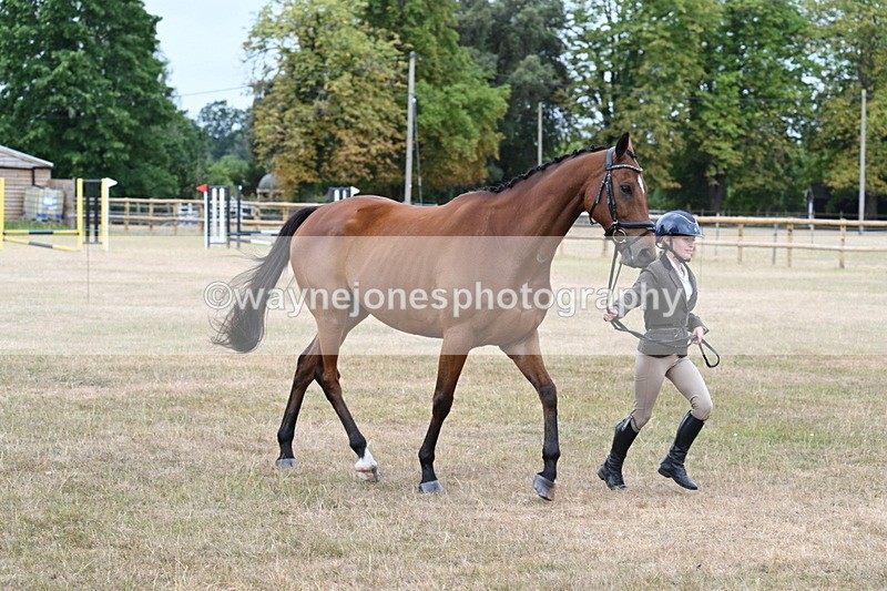 WJ7_9992 - Class 5a Most Handsome Gelding (above 14.2hh)