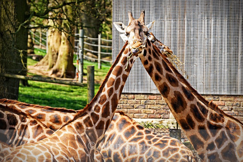DSC08404 - Fauna