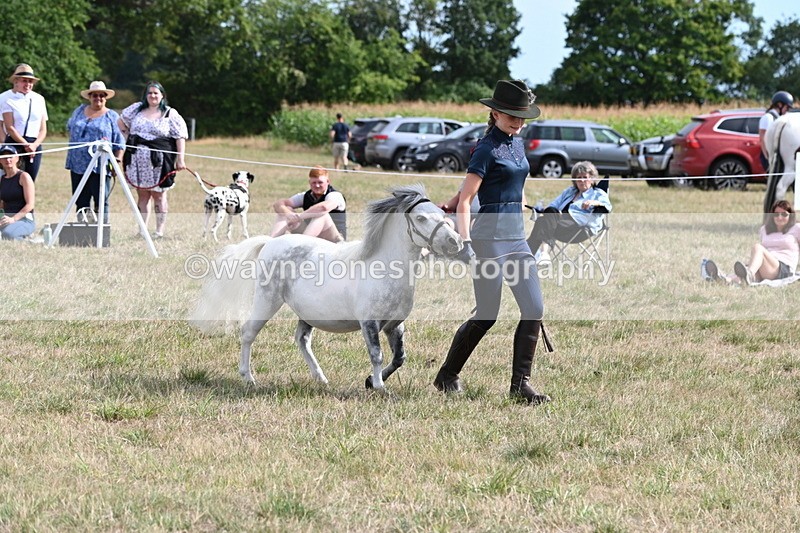 WJ6_7058 - Class 21 Shetland & Mini Horses