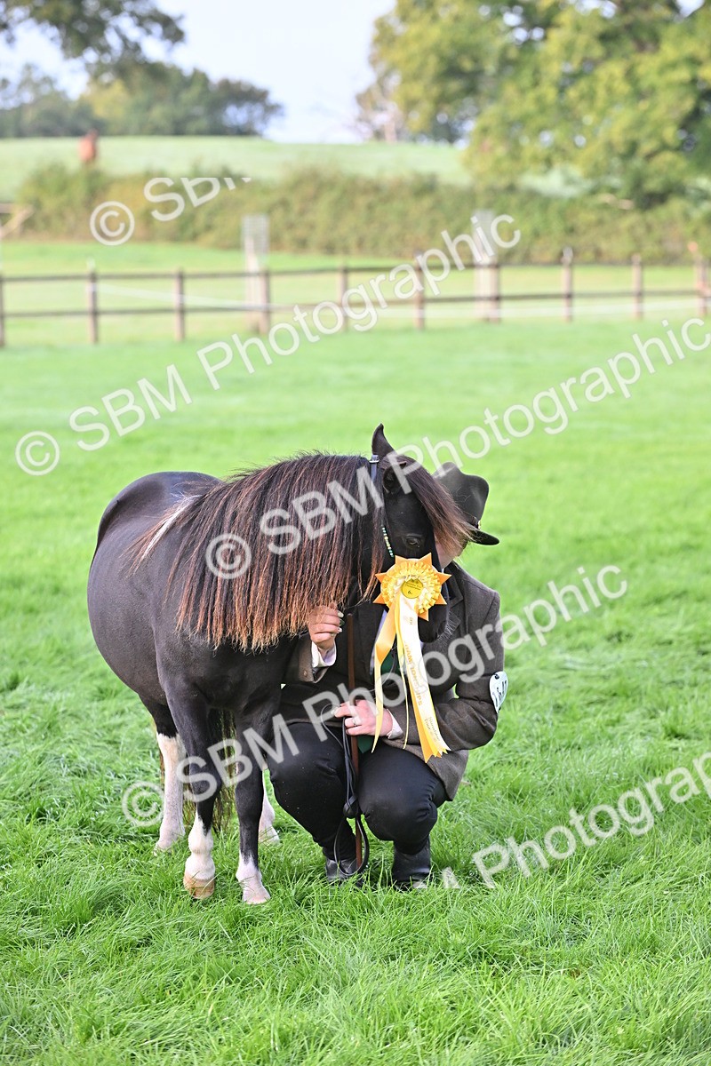 SBM_55387 - S44 - Youngstock In Hand