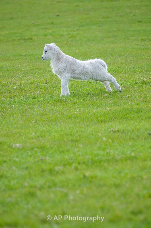 ACP_3511-1 - Sheep