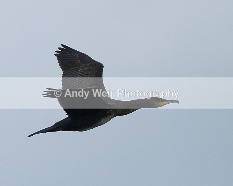 20110927-_MG_7048 - Cormorants & Shags