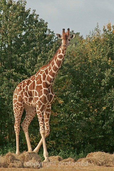 Giraffe - Isha - African Wildlife