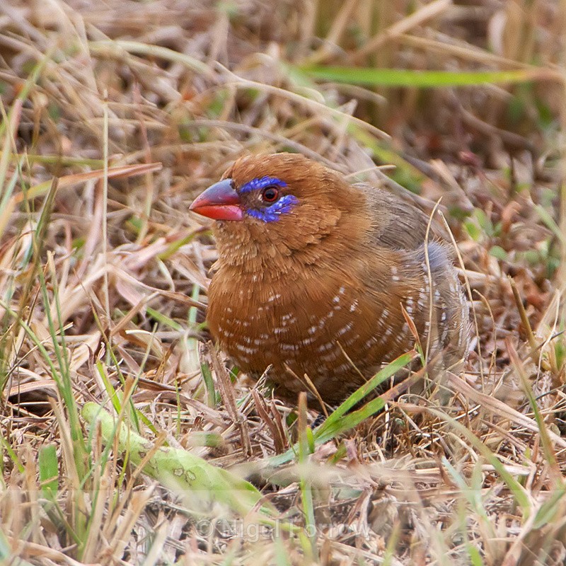 Purple Grenadier (female) - Purple Grenadier