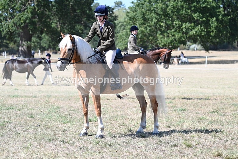 WJ7_1264 - Class 41 Prettiest Mare