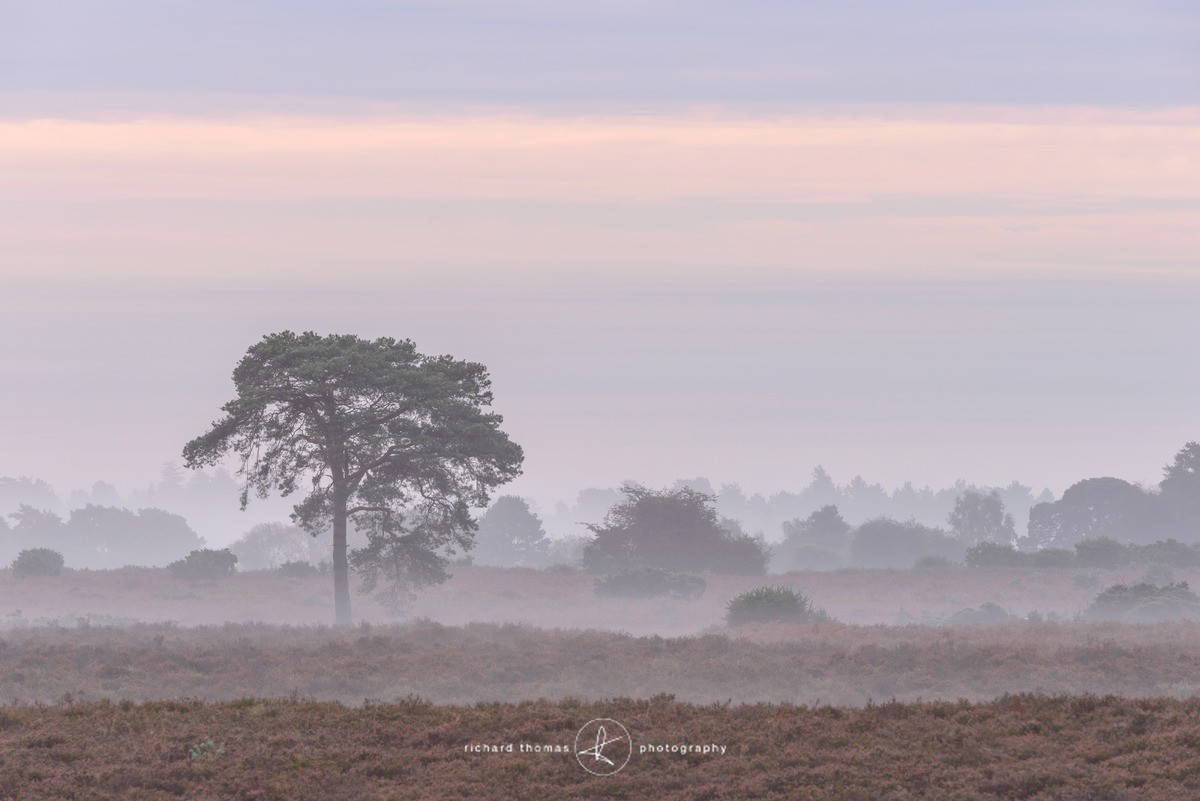 Mist stripes - New Forest - One2Tree