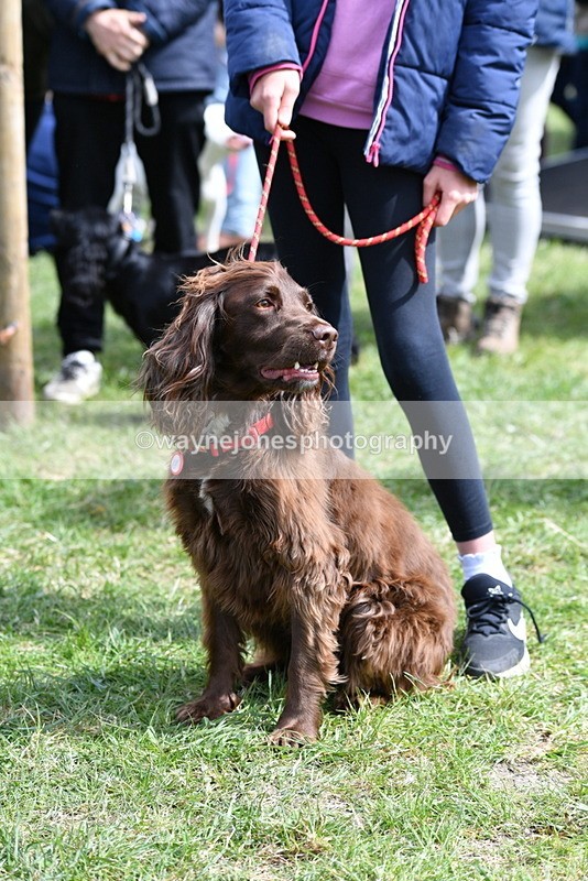 WJ5_9814 - Class 3 Most Handsome Dog