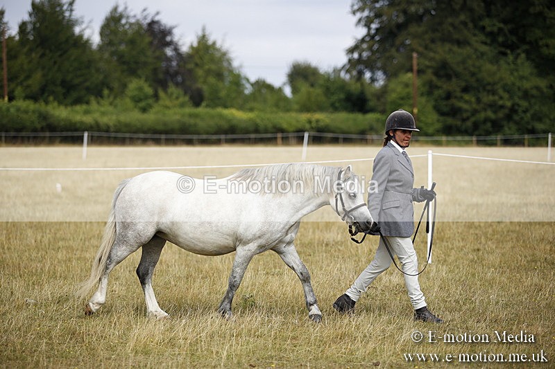 _C7A9623 - BVRC Sow 2018 Ring 2