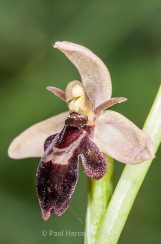 Bee orchid Fly orchid hybrid (Ophrys apifera x O. insectifera) O. x pietschii - Orchids - Ophrys