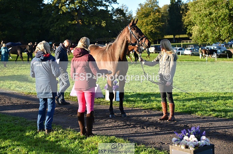 231022-090036-21502 - 658-DANCING.PADDE-Fenella.Redvers-TrotUp+SJ