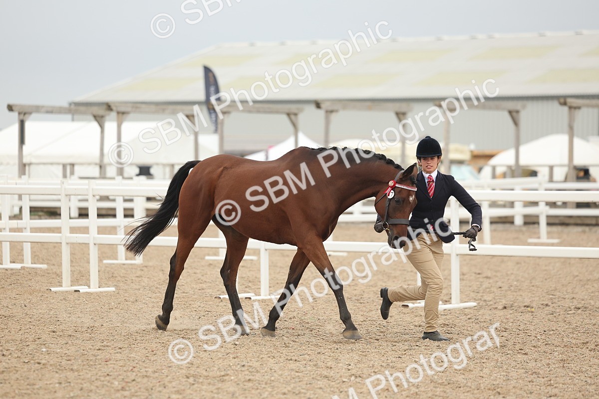 SBM_19791 - Class 318 - IH Part Bred Horse-Pony