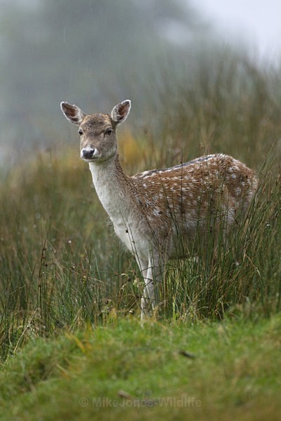 FALLOW DEER, Isle of Mull ref fd 3c - FALLOW DEER