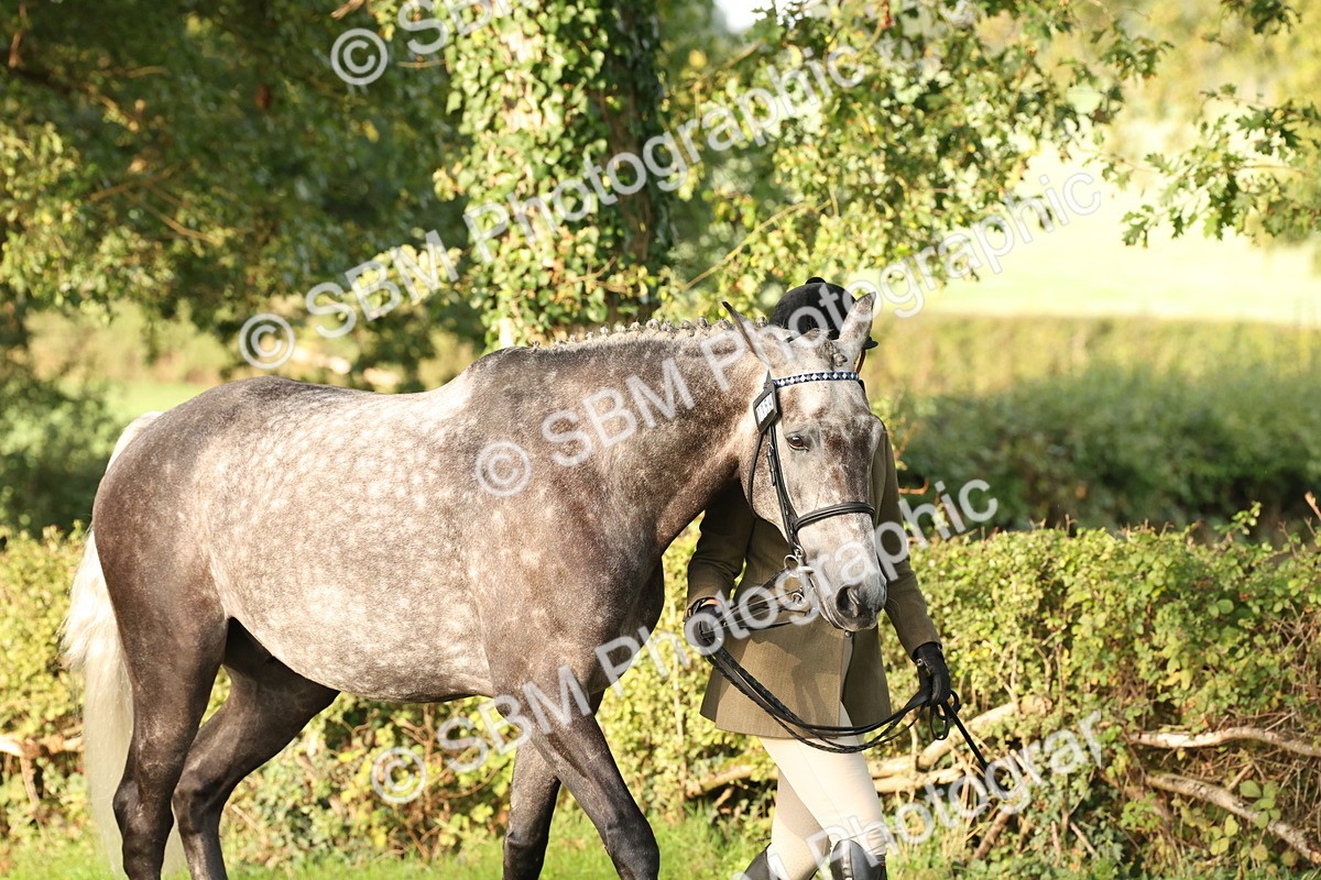 SBM_54925 - S52 - Riding Horse & Hack & thoroughbred In Hand