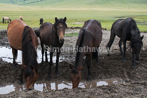  - Mongolia