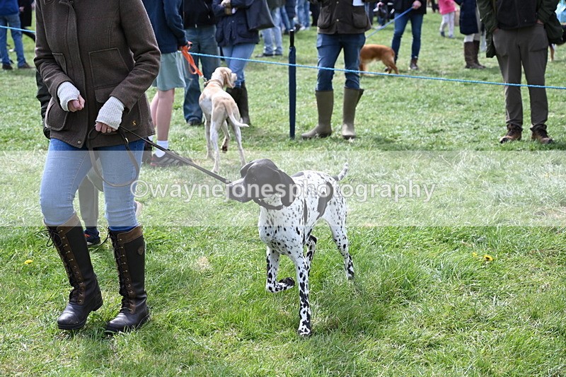 WJ6_8965 - Class 8 Best Working / Gun Dog or Bitch