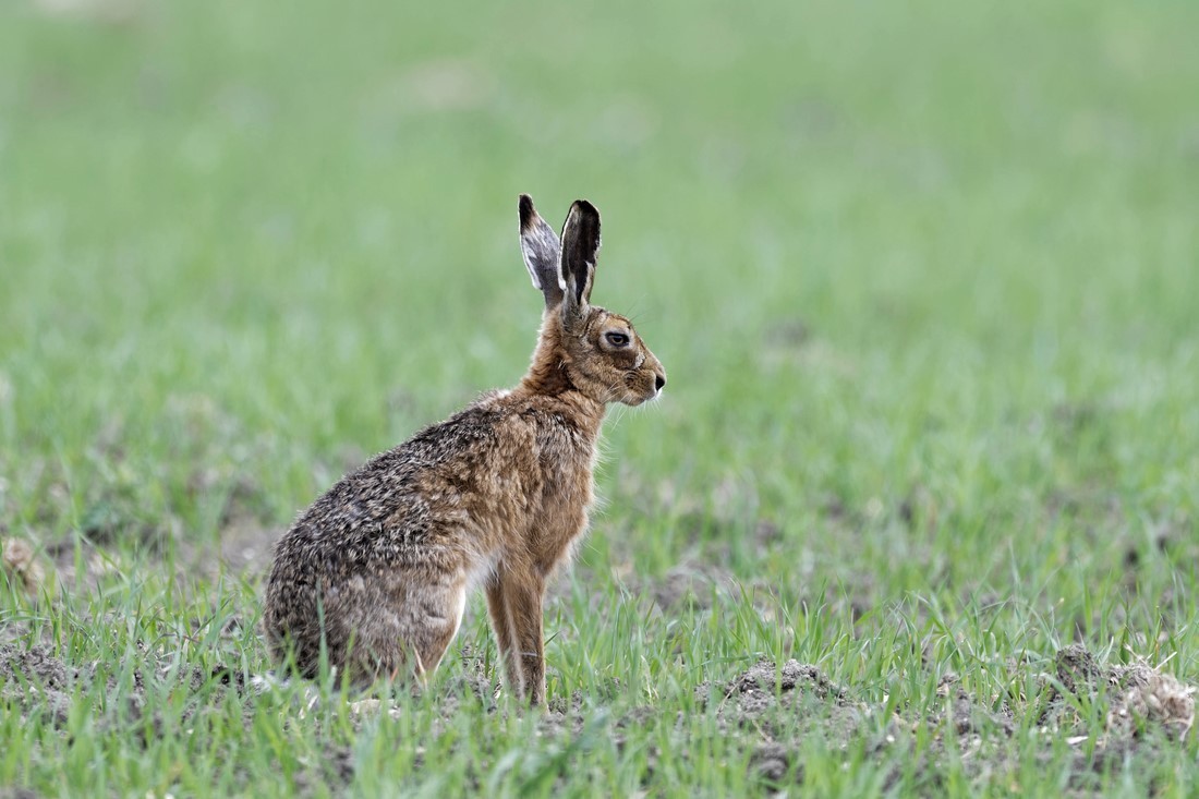 Hares 2018_0008 - Hares